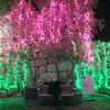 tranthuvp