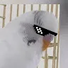 realcoolbirb
