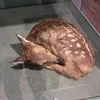 zojaprivv