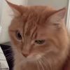 downbadcataclysmically