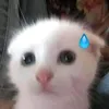 morepatepls