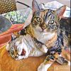 desi_and_lusi