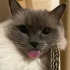 alilqq_