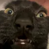 harrymcsnack