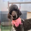 2staffiesandapoodle