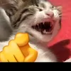 guizadodefrango