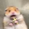 baianodo69