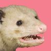 possum_queen_