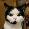 operator_kucing