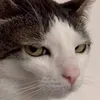 deathshikki