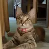 _meowmy24