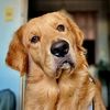murphythegoldy