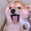 singupppy44
