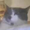 lounaprout
