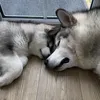 Enzo and Evie The Malamutes