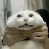 huynopro1_