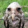 owliee9