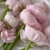 alfaten_m