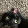 .thebestcatdad
