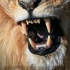 leonrum