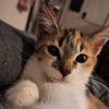 gatitolopez67