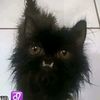 vamp_les