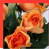 rawna12377