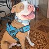 zeus_perrito1