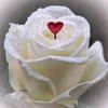 1ashraf23