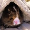 thebunnymocha