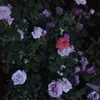 as_el10e