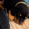 hoochtherottie