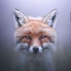 foxjes