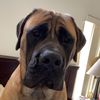 BowserTheMastiff💙