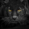 king.lion255