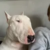 slendystarkk