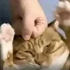 bun_meow3k