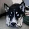 ggffxdddtyvcjkig