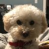 dodee.bear