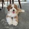 hudson_thebernedoodle