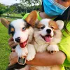khoa.corgi