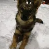 _sima_vlog_