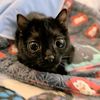 cat_on_crack1