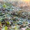 grasssun
