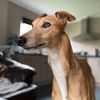 flaco.elgalgo