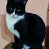 catlove_adoptaungato