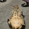 sherjeel95
