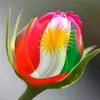 shamalboti4920997
