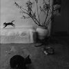 florosa_5