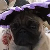 princessofthecalm